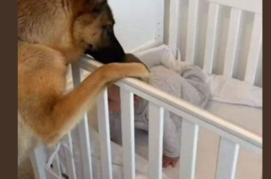 “Adopted Stray Dog Shares Beautiful Moments with the Family’s Newborn”